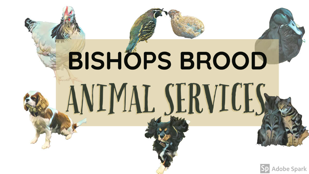 Winner small image - Bishops Brood Animal Services